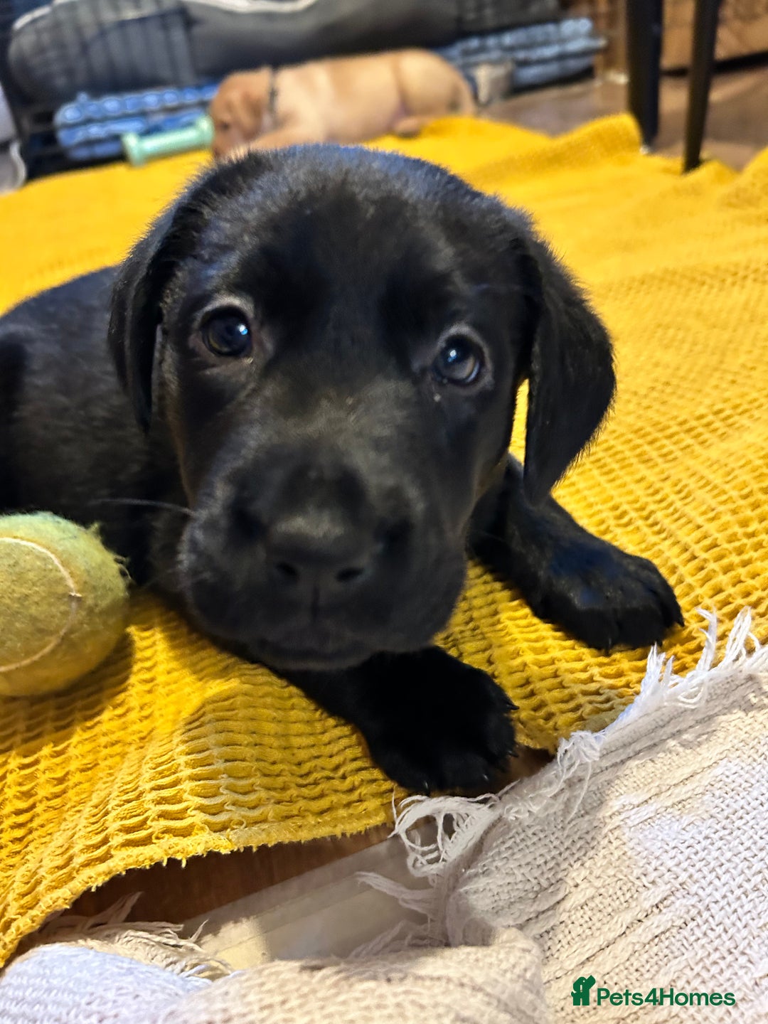 Labrador Retriever dogs for sale: Pinky Nose/olive eyes Very Unique Yellow puppy  - Image 8