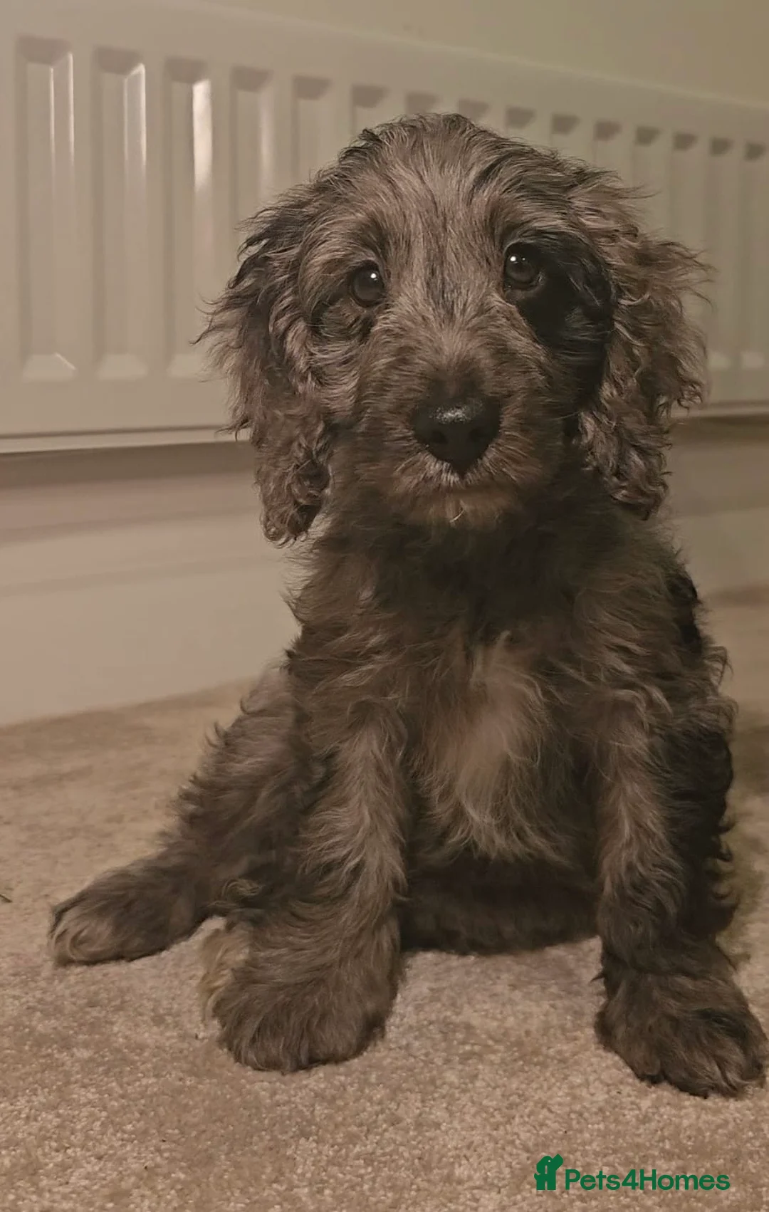 Cockapoo dogs for sale: Gorgeous F1 Cockapoo Puppies  - Advert 4