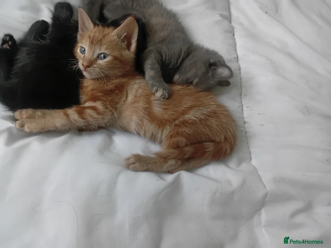 Mixed Breed cats for sale: Kittens 4 sale - Advert 2