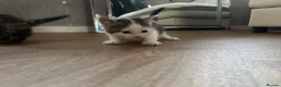 Bengal cats for sale: Bengal X kittens - Advert 15