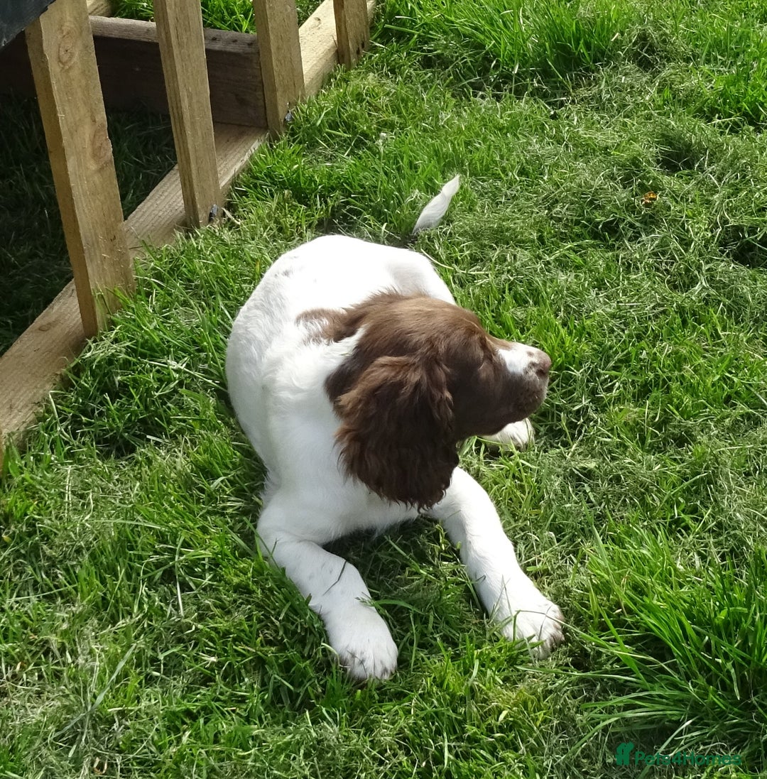 English Springer Spaniel dogs for sale: English Springer Spaniel Puppy 2 - English Springer Spaniel Puppies - Image 13