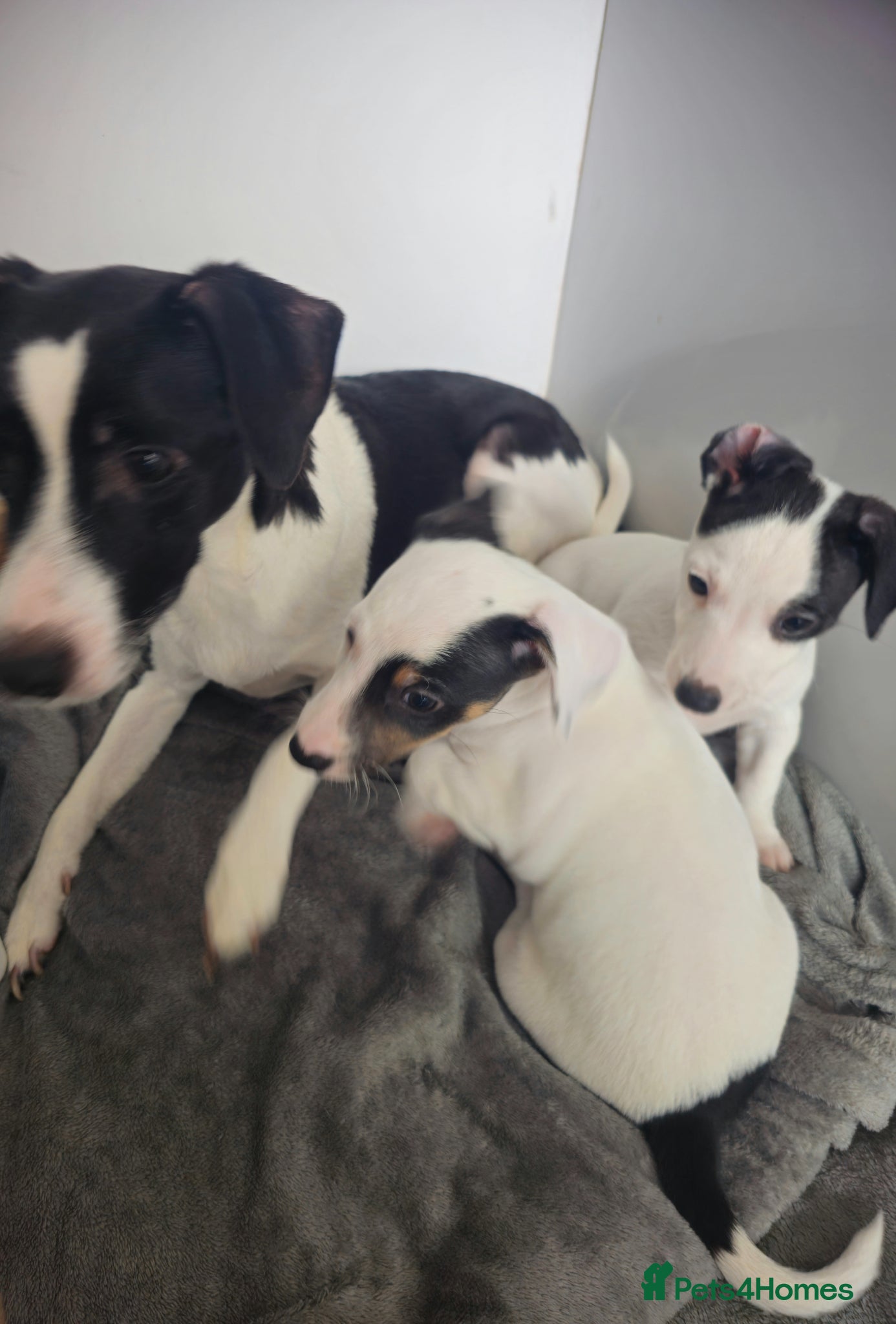 Jack Russell dogs Beautiful Jack Russell Parson Puppies for Sale 🐶 - Advert 1