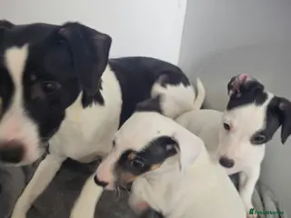 Jack Russell dogs Beautiful Jack Russell Puppies for Sale 🐶 - Advert 3