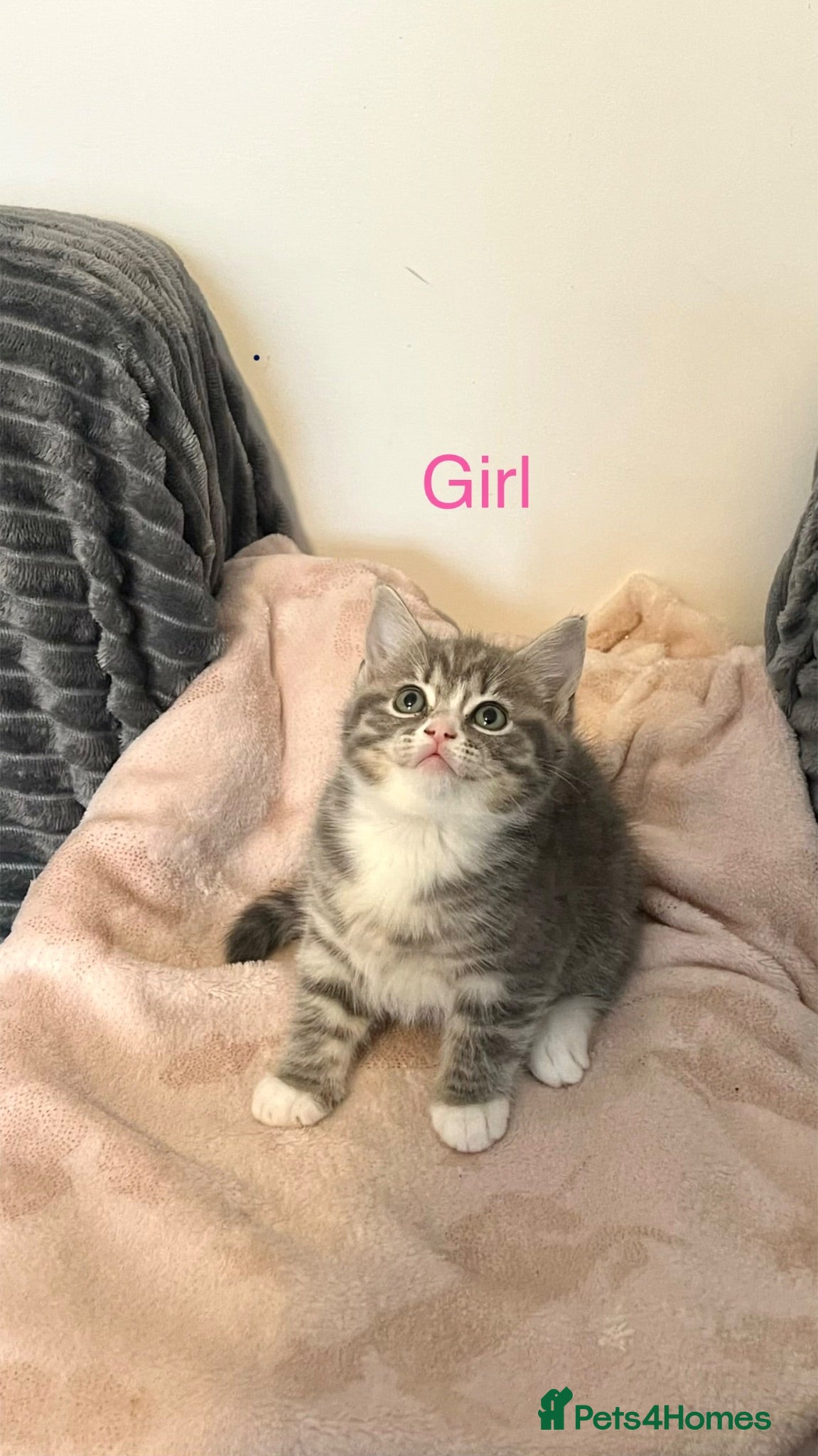 British Shorthair cats British shorthair x Ragdoll blue point kitten 🩷 - Advert 16
