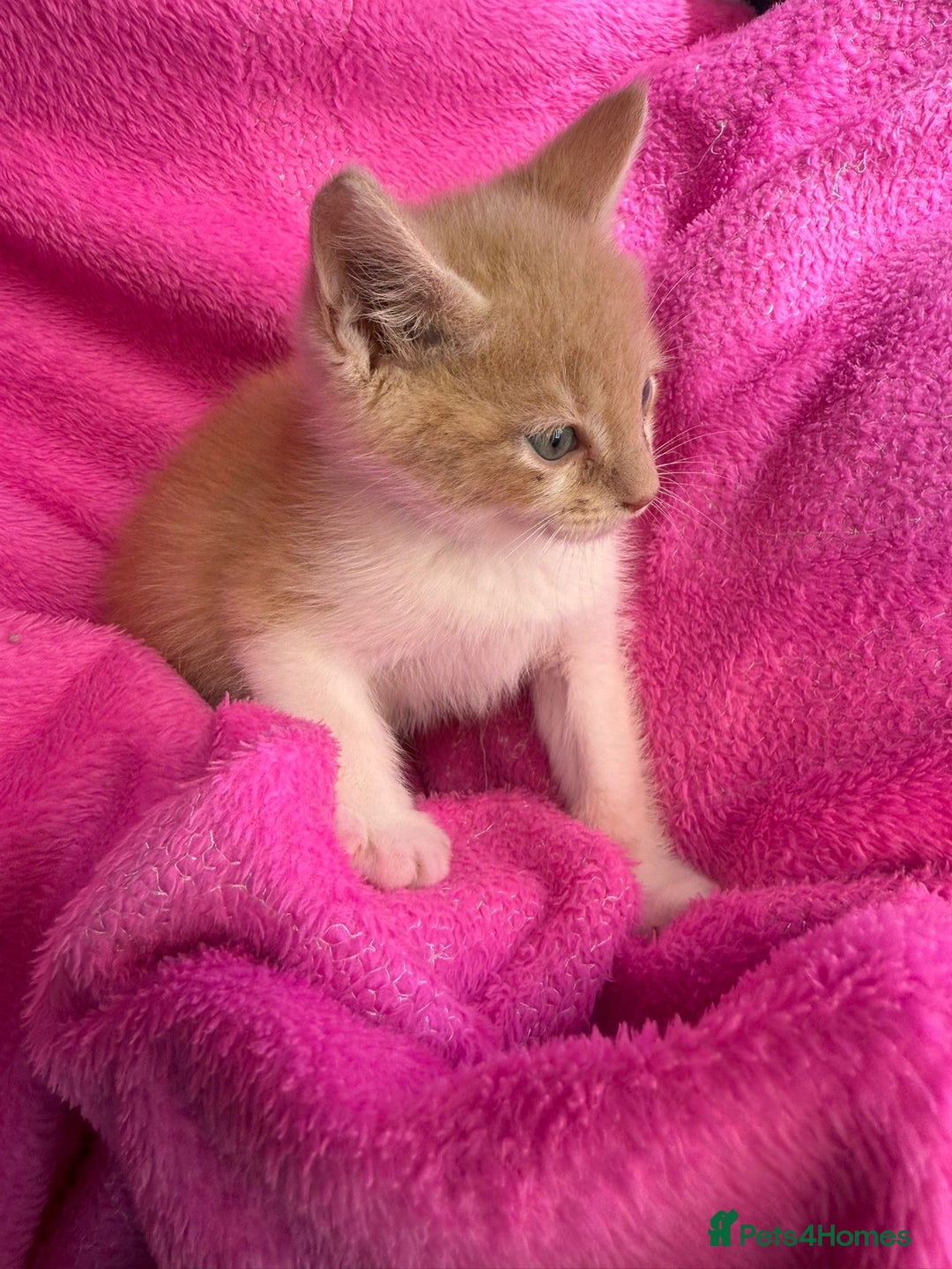 Maine Coon cats for sale: Beautiful Maine Coon Cross Kittens  - Image 15