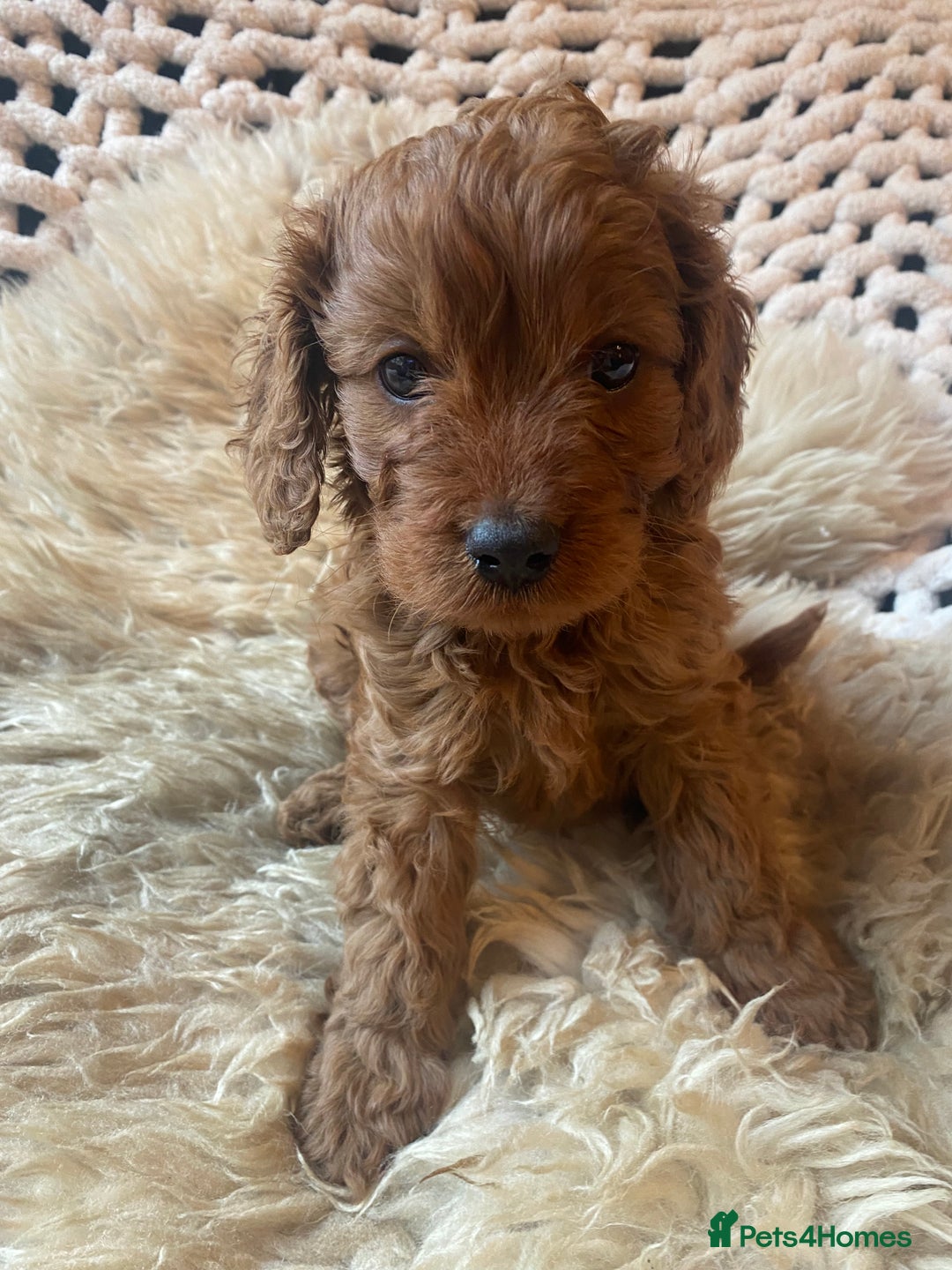 Cavapoo dogs for sale: F1 CAVAPOO BOY,READY NOW. - Advert 4