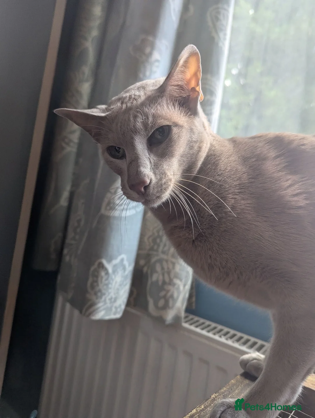 Oriental cats for sale: 2 stunning boys available  - Advert 2