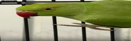Ringnecks birds for sale: Indian Ringneck  in Stoke-on-Trent - Advert 3