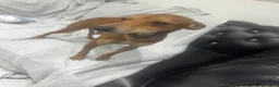Mixed Breed dogs for sale: Miniature pinscher x - Advert 4