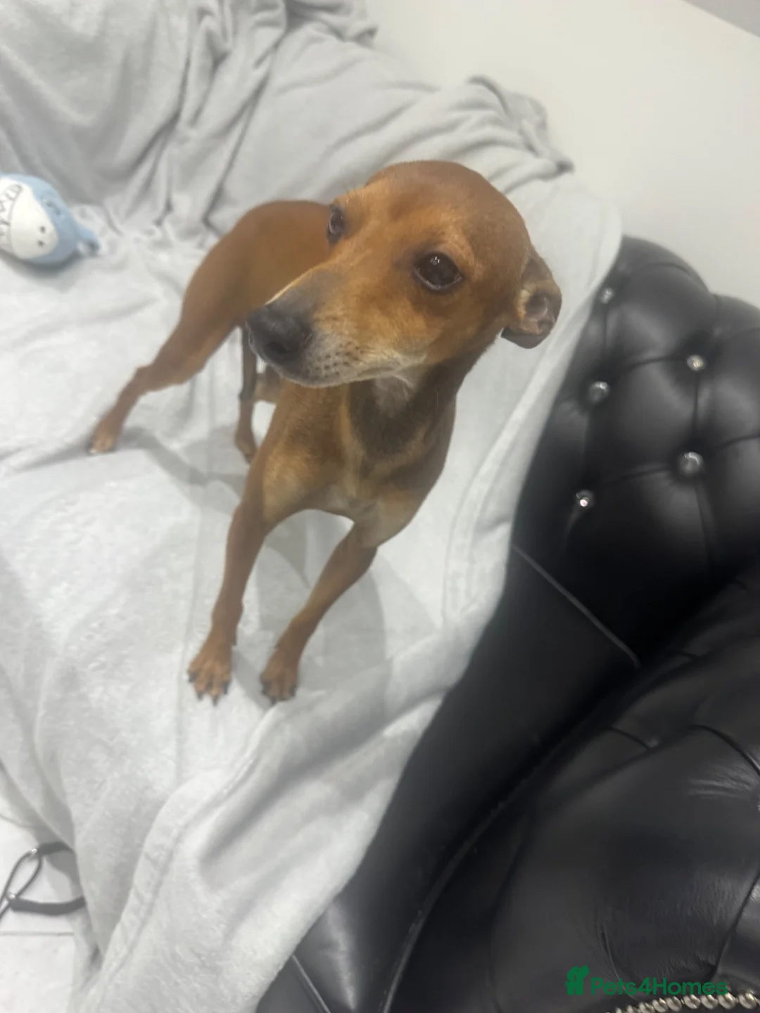 Mixed Breed dogs for sale: Miniature pinscher x - Advert 4
