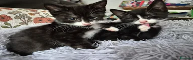 British Shorthair 2
