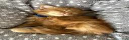 Maine Coon cats for sale: Stunning Red Kittens TICA reg  - Advert 28