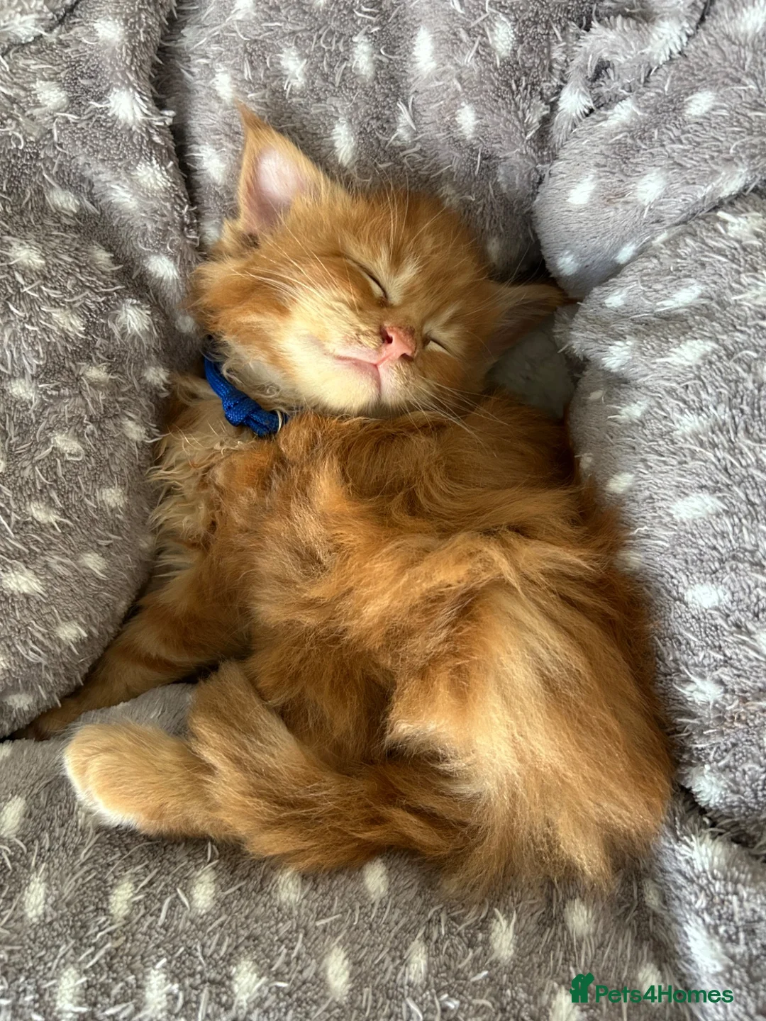 Maine Coon cats for sale: Stunning Red Kittens TICA reg  - Advert 28
