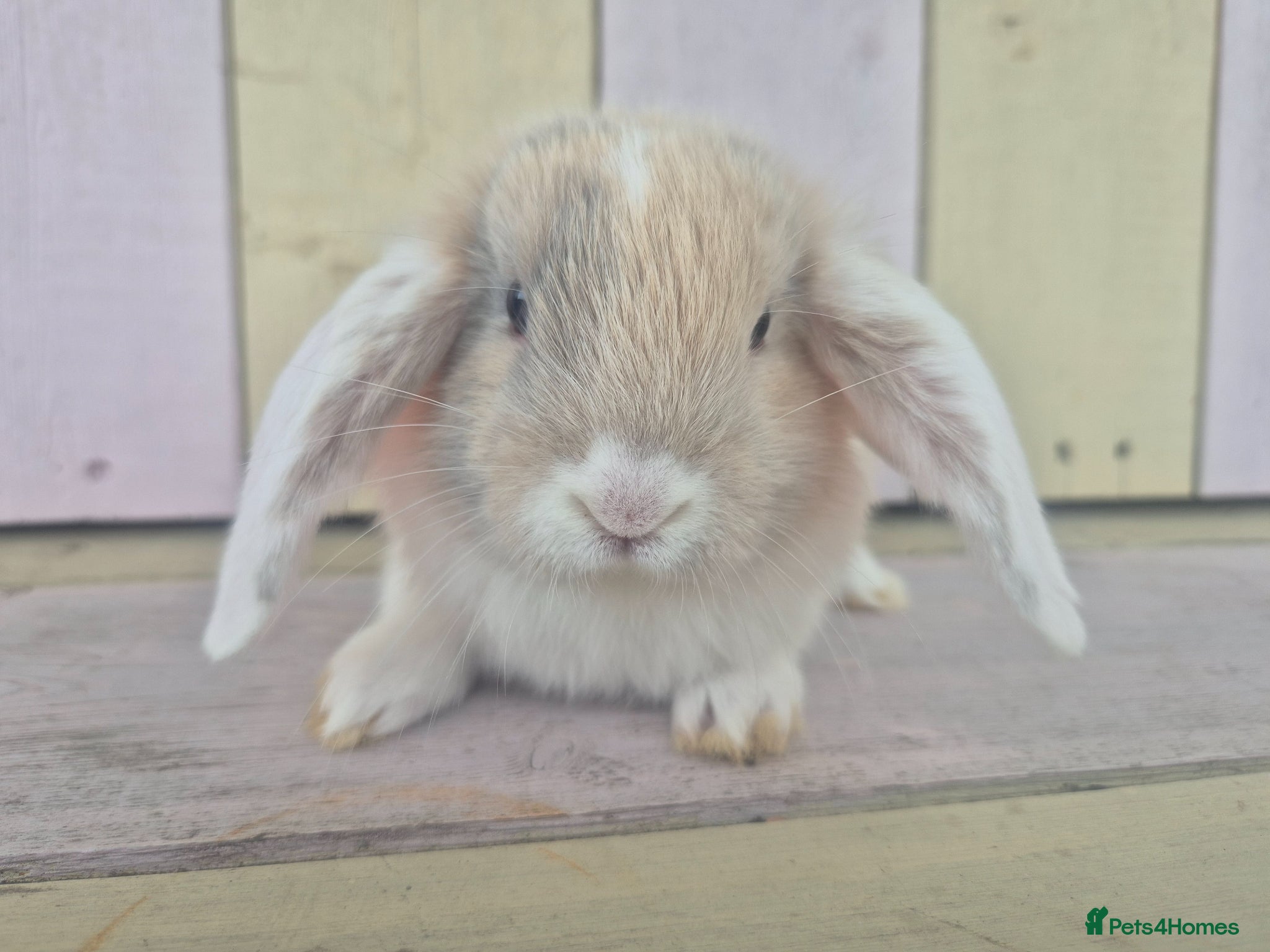 Mini Lop rabbits 🩷READY NOW- MINI LOP BABIES AVAILABLE 💙 - Advert 2