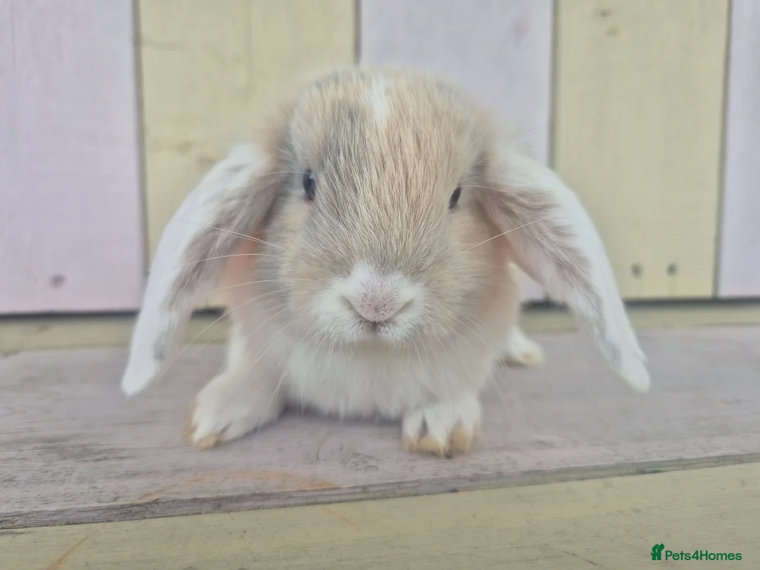 Mini Lop rabbits for sale: 🩷READY NOW- MINI LOP BABIES AVAILABLE 💙 - Advert 2