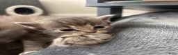 Ragdoll cats for sale: Four beautiful blue Ragdoll tabby point kittens - Advert 14