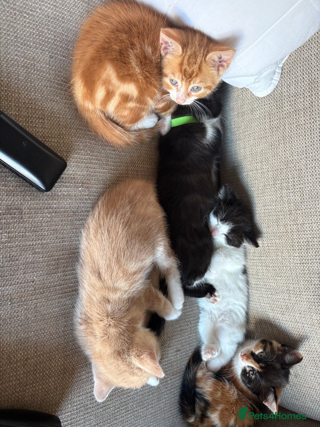Mixed Breed cats for sale: Kittens available  - Image 5