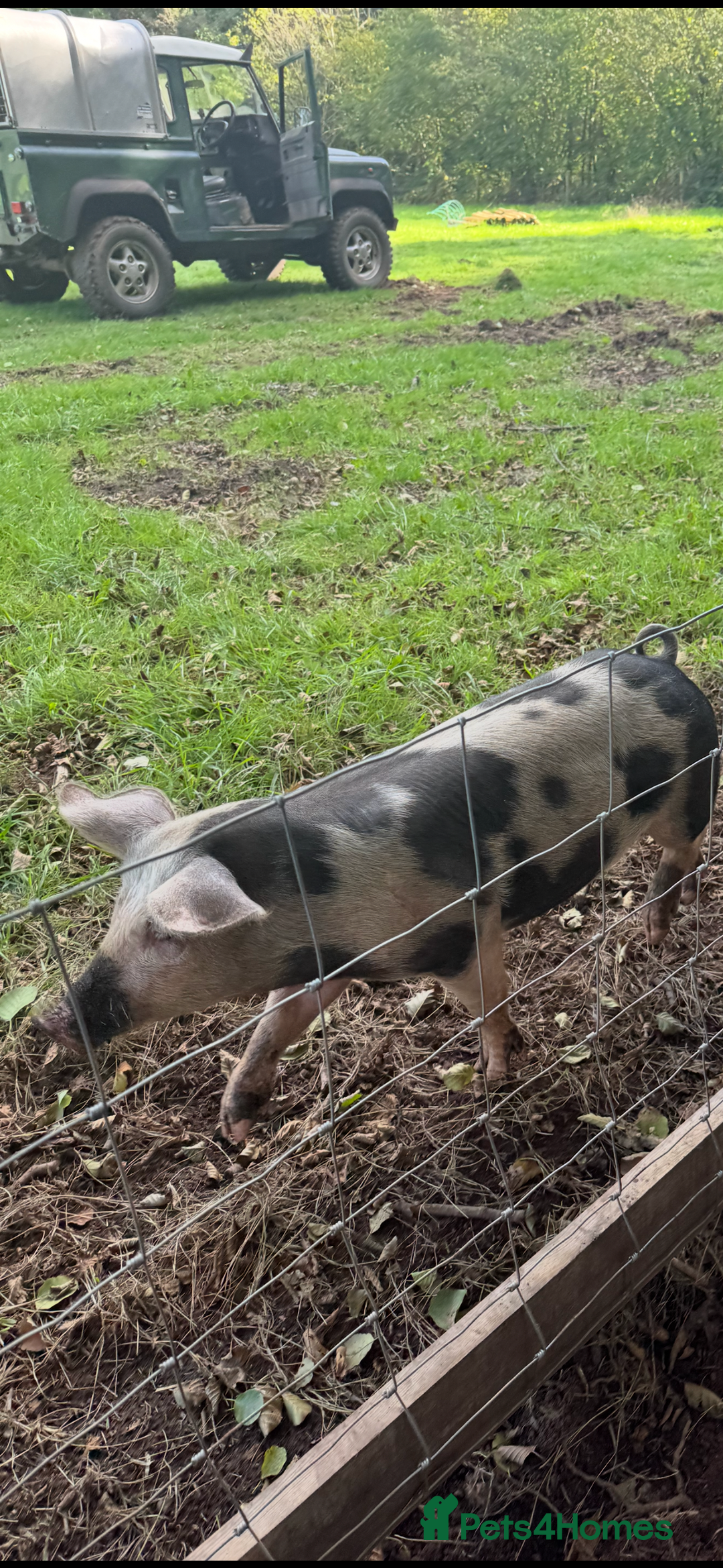 Pig livestock for sale: 4 pietrain sows  - Advert 2