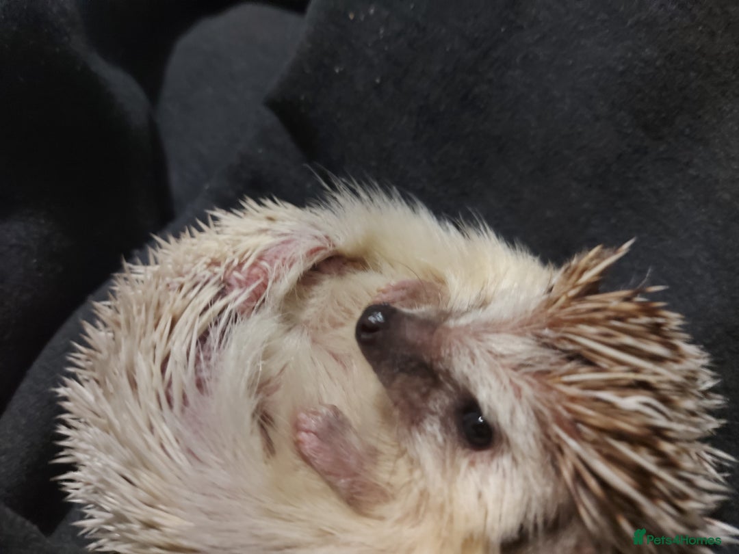 Pygmy Hedgehog rodents for sale: African Pygamy Hedgehog  - Advert 1