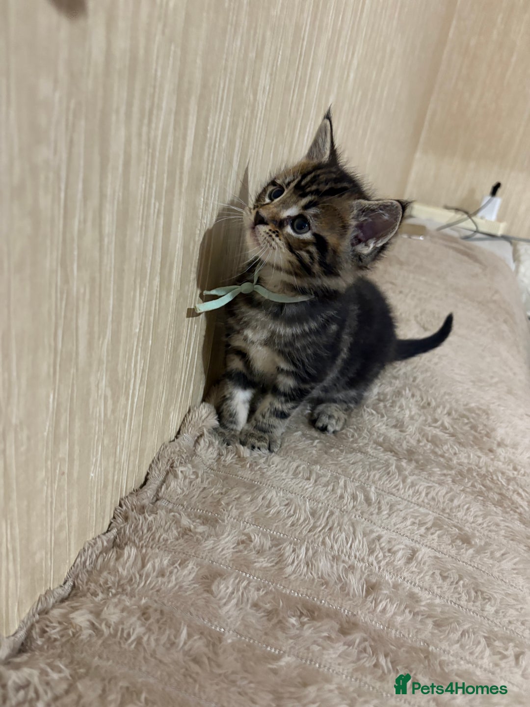 Maine Coon cats for sale: Maine Coon Type Kittens — Fluffy, Friendly - Advert 14