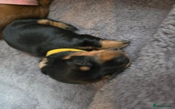 Miniature Dachshund dogs for sale: Miniature Dachshunds Seeking Forever Homes - Image 36