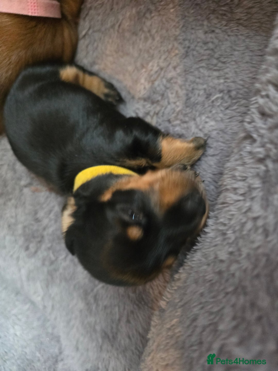 Miniature Dachshund dogs for sale: Miniature Dachshunds Seeking Forever Homes - Image 36