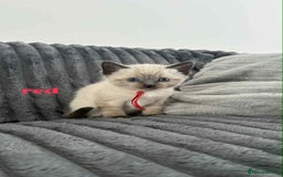 Ragdoll cats for sale: 5 Adorable Ragdoll Kittens🐾 - Image 13
