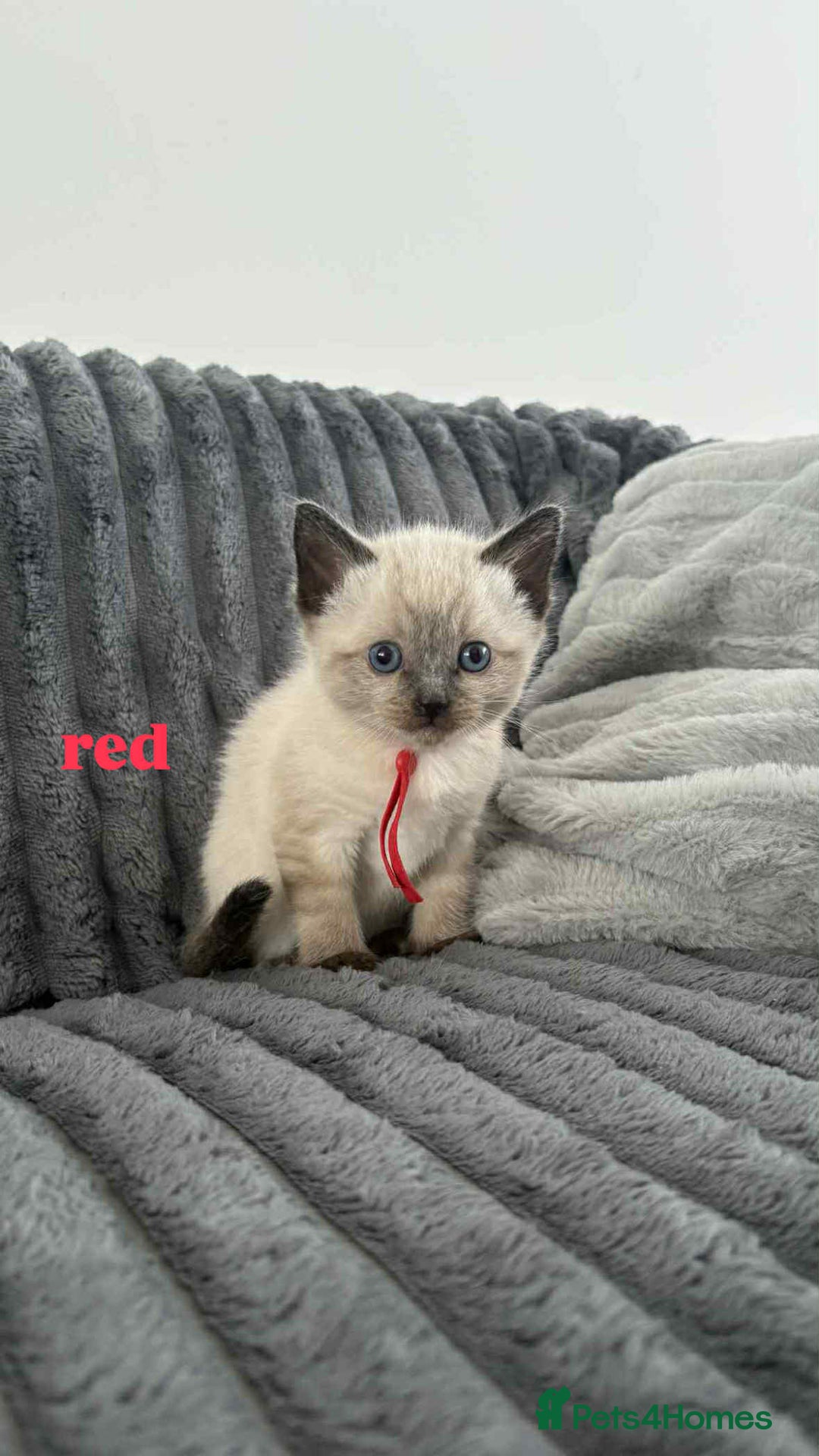 Ragdoll cats for sale: 5 Adorable Ragdoll Kittens🐾 - Image 13