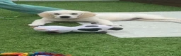 Golden Retriever dogs for sale: Golden Retriever pup - Advert 6