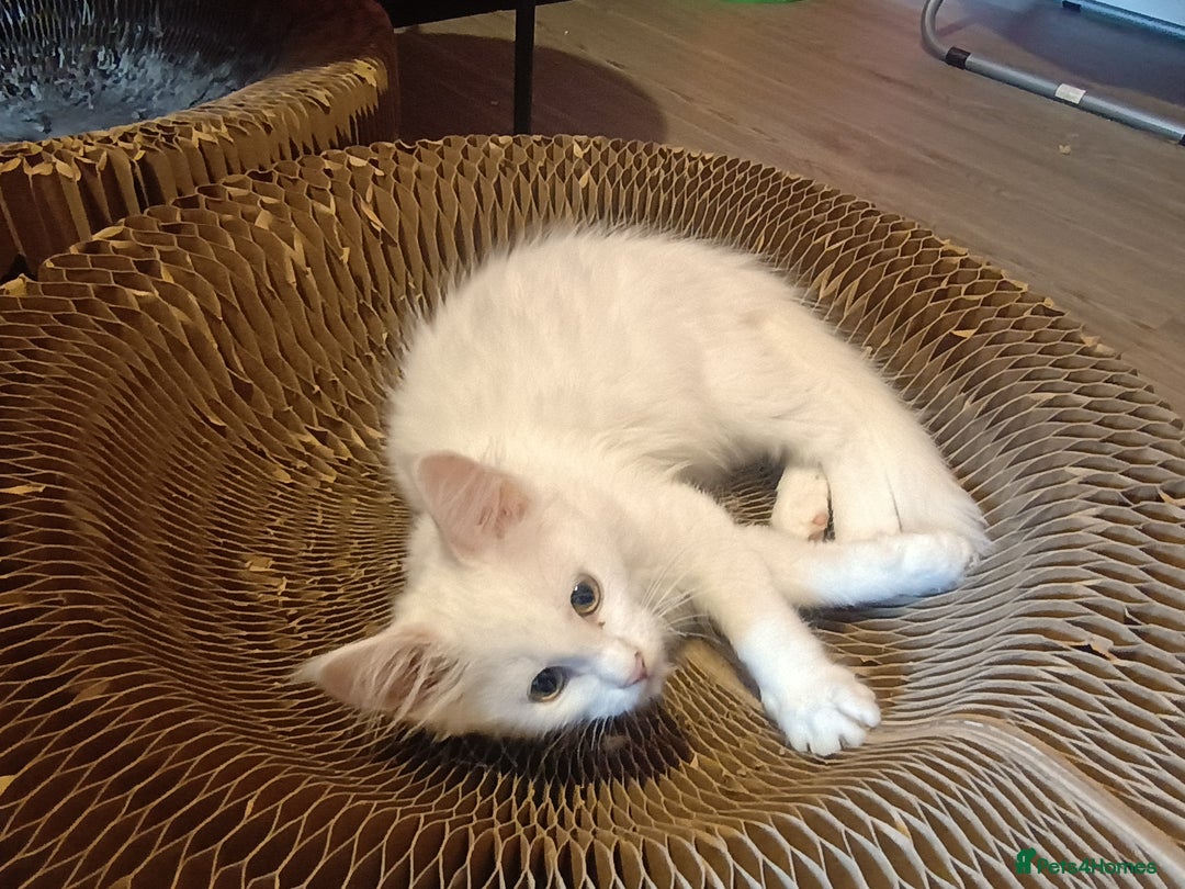Maine Coon cats for sale: Maine Coon kittens in Manchester  - Image 21