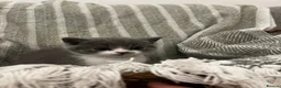 British Shorthair cats for sale: British short hair kittens  - Advert 3