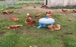Chickens poultry for sale: 25 brown hens - Image 1