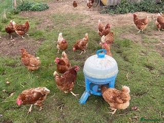 Chickens poultry - Advert 6