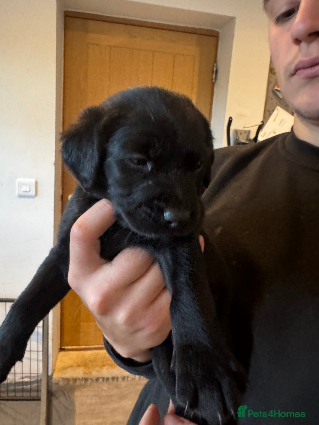 Springador dogs for sale: 4 Male Labrador available - Advert 10