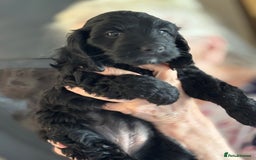 Cockapoo dogs for sale: Licensed Breeder for peace of mind  - Image 12