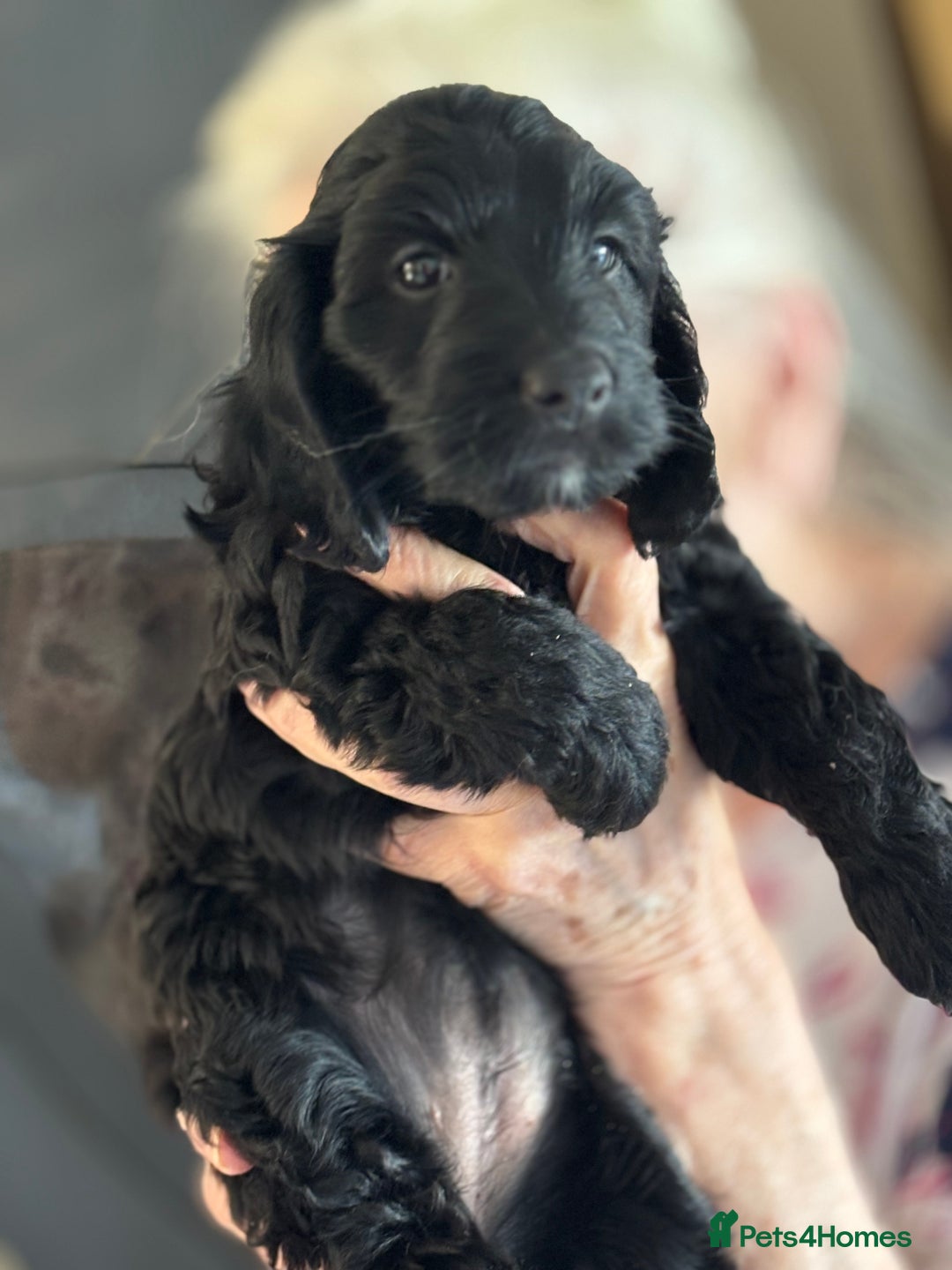 Cockapoo dogs for sale: Licensed Breeder for peace of mind  - Image 12