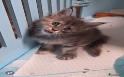 Maine Coon cats for sale: Tica registered kittens - Image 11