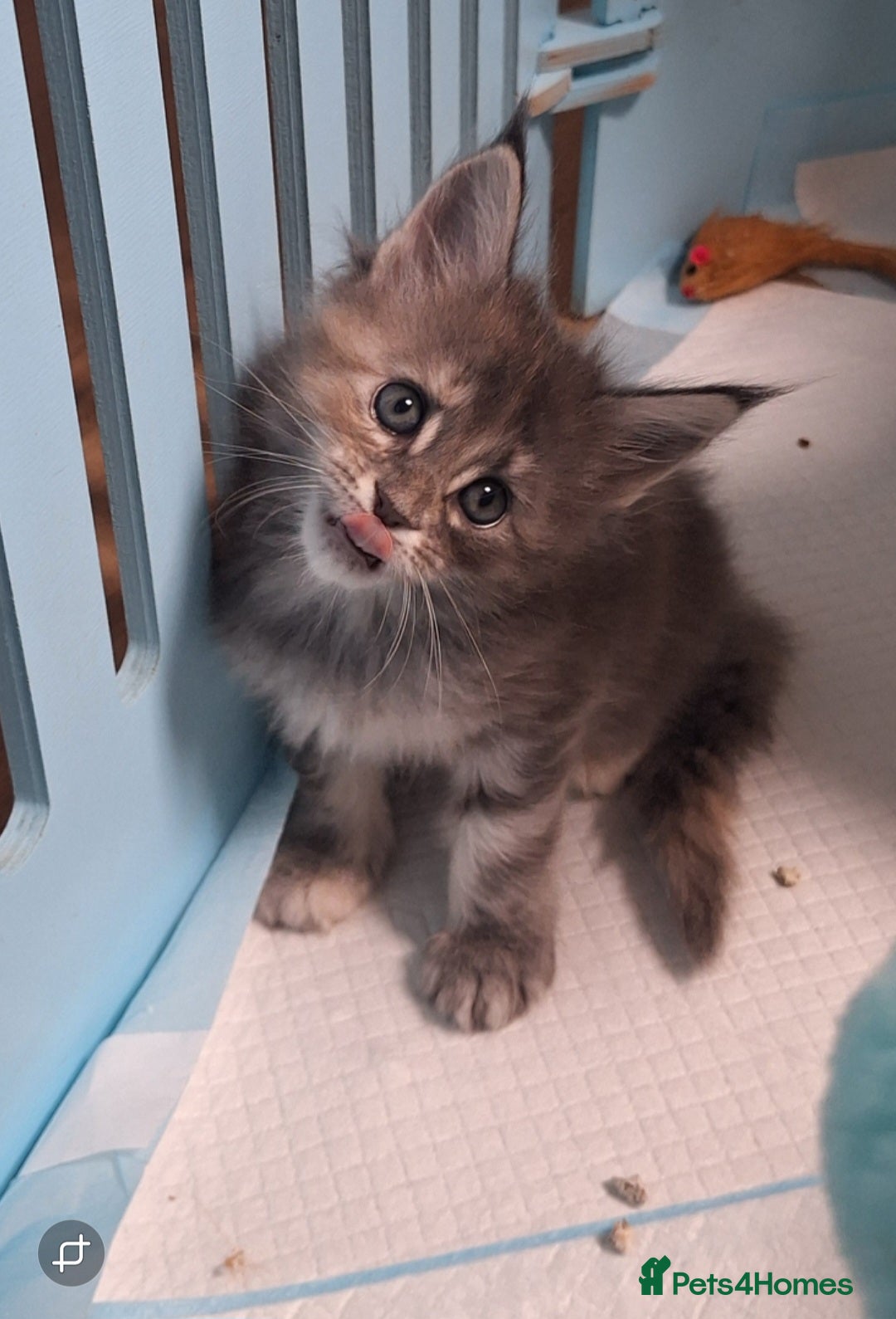 Maine Coon cats for sale: Tica registered kittens - Image 11