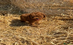 Toy Poodle dogs for sale: Toy Poodle Puppy – Red Apricot Girl - Image 7