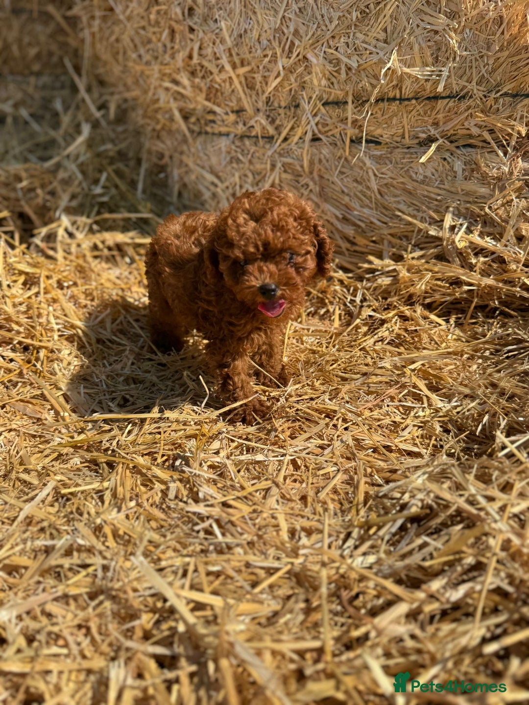Toy Poodle dogs for sale: Toy Poodle Puppy – Red Apricot Girl - Image 7