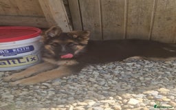German Shepherd dogs for sale: German shepherd pups  - Image 3