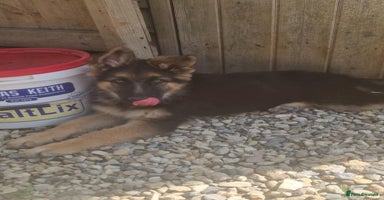 German Shepherd dogs - Advert 8