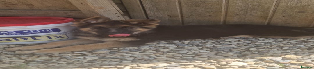 German Shepherd Puppy 2