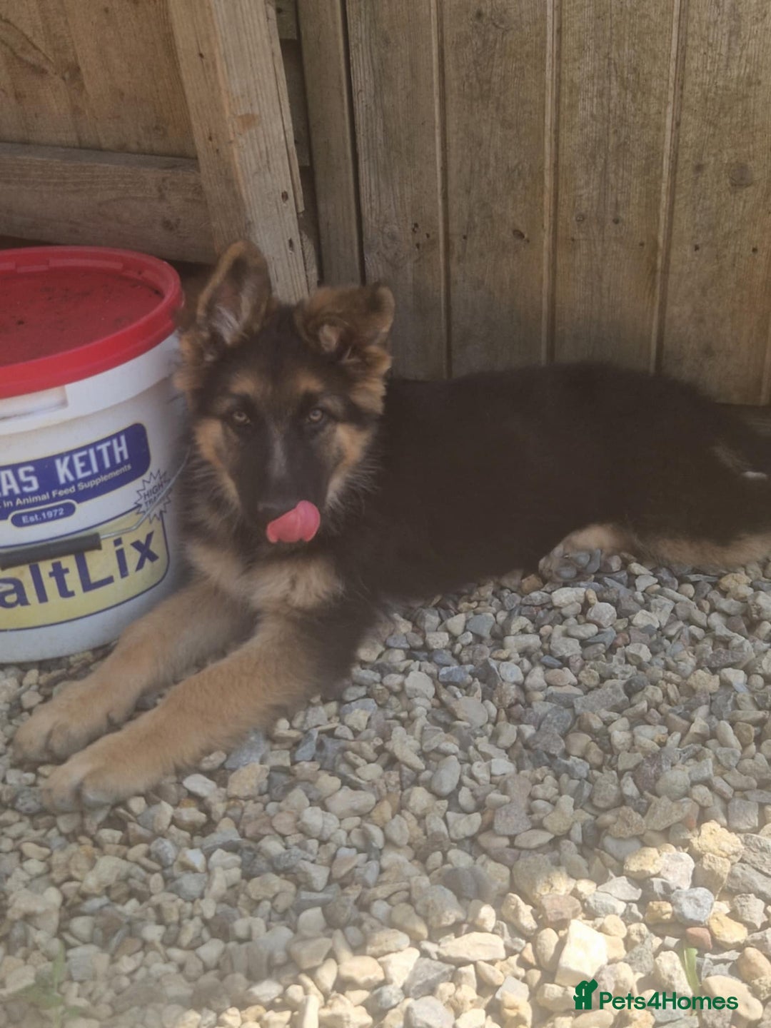 German Shepherd dogs for sale: German shepherd pups  - Image 3