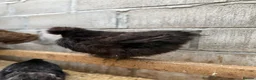 Chickens poultry for sale: Hatching Eggs🐣USA Bearded Silkies,Brahmas,Vorwerk - Advert 24