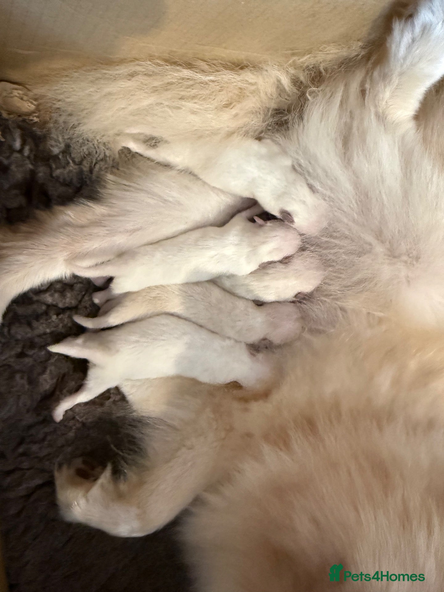 German Spitz dogs *** Beautiful Cream Spitz *** - Advert 2