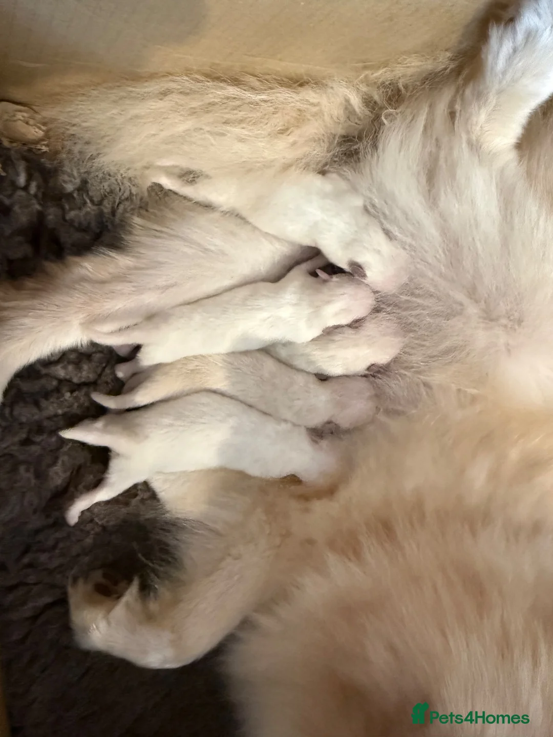 German Spitz dogs for sale: *** Beautiful Cream Spitz *** - Advert 1
