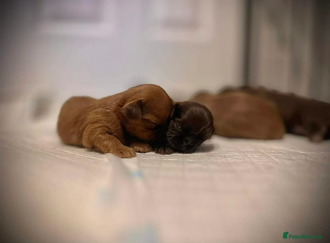 Shih Tzu dogs for sale: Beautiful Karashishi Imperial Shih Tzu Puppies  - Advert 2