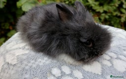 Lionhead rabbits for sale: Stunning DM Lionhead baby rabbits RTR - Image 11