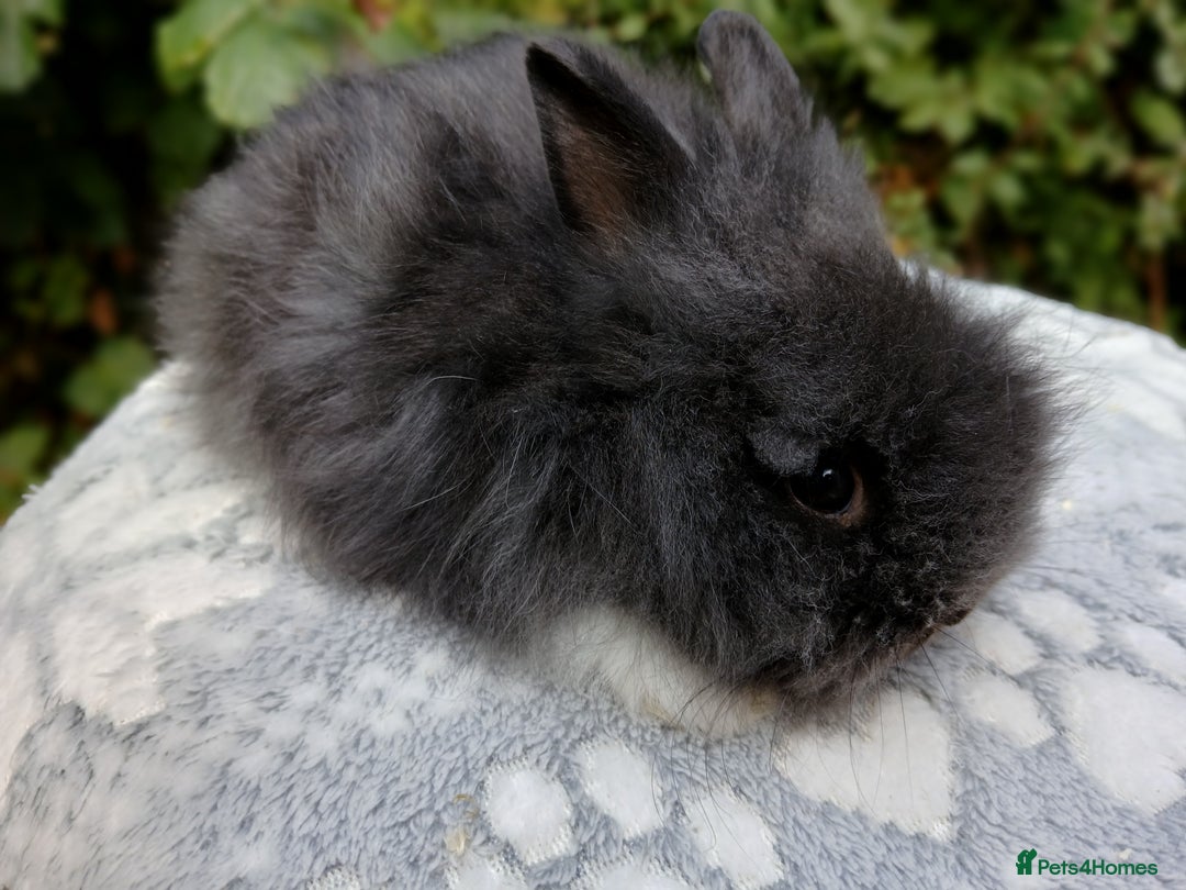 Lionhead rabbits for sale: Stunning DM Lionhead baby rabbits RTR - Image 11